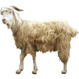 Chyangra Goat